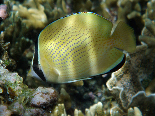 Speckled butterflyfish